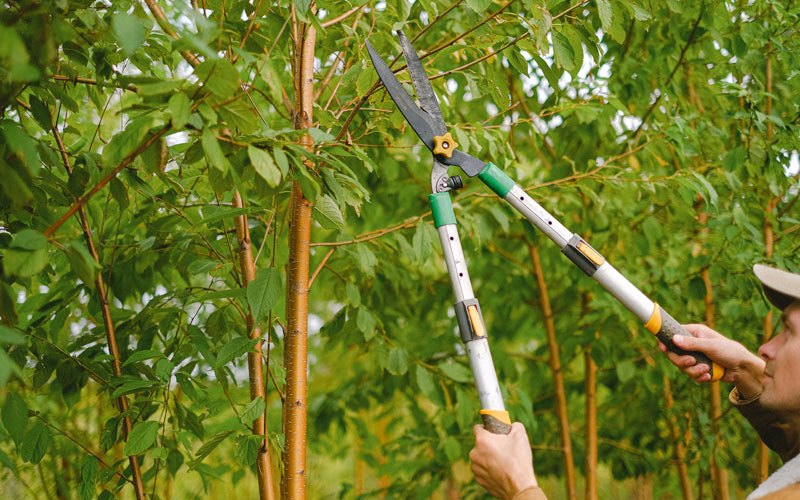 Tree trimming in Florham Park, NJ